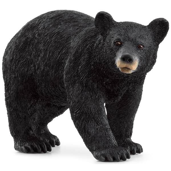 Photo of American Black Bear