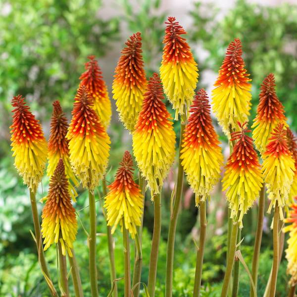 Photo of 2-Count 'Flaming Torch' Kniphofia