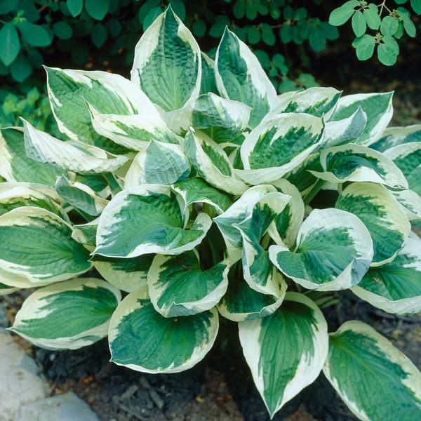 Photo of 3-Count Patriot Hosta