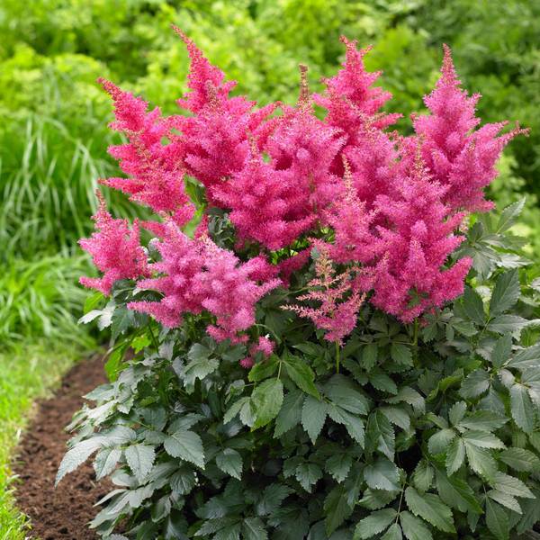 Longfield Gardens 2-Count America Astilbe - 32200411 | Blain's Farm & Fleet