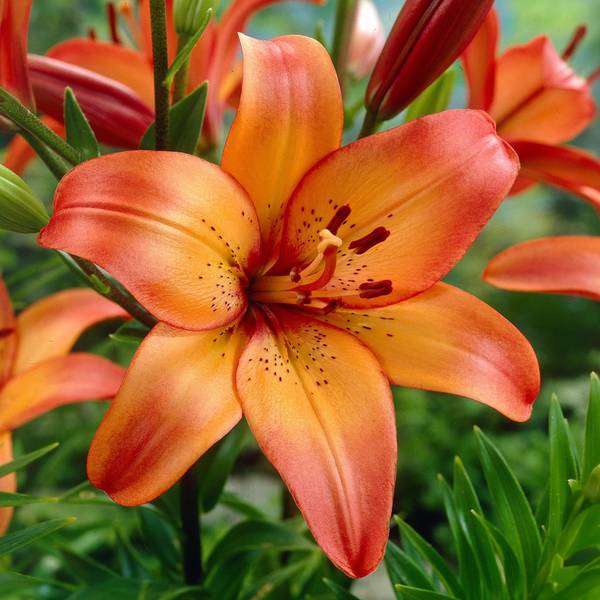 Longfield Gardens 4-Count Lily Royal Sunset - 32200259 | Blain's Farm ...