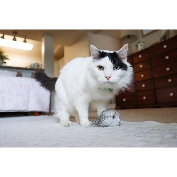 Turbo Random Fun Hairy Monster Cat Toys - 81020 WHTCAT | Blain's