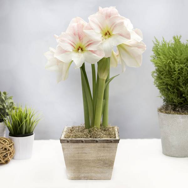 Photo of Amaryllis Apple Blossom