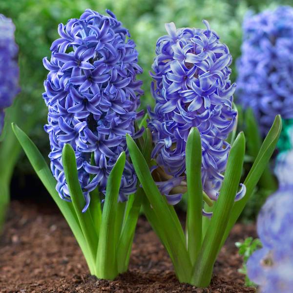 Photo of 6-Count Blue Jacket Hyacinth