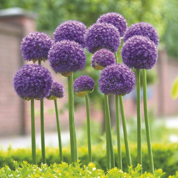Photo of 3-Count Gladiator Allium