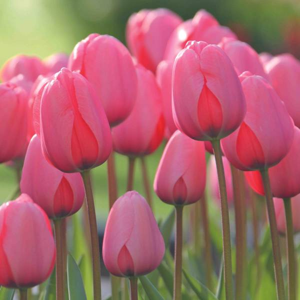 Photo of 10-Count Pink Impression Tulip