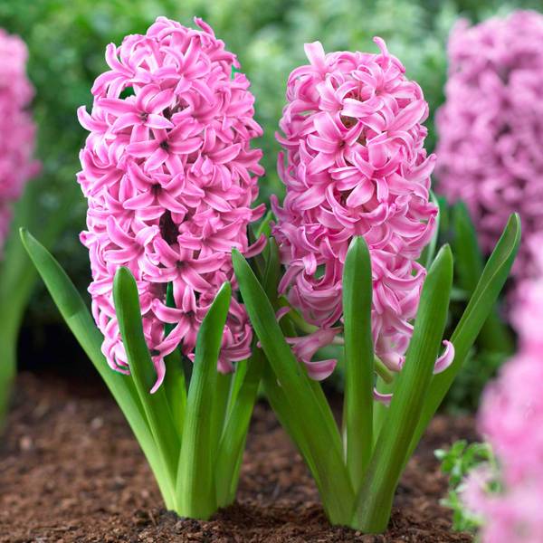 Longfield Gardens 6-Count Pink Pearl Hyacinth - 32100302 | Blain's Farm ...