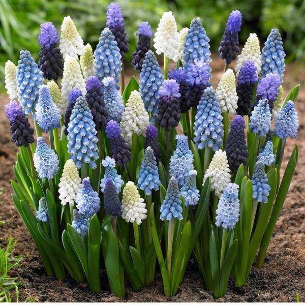 Photo of 20-Count Muscari Mix
