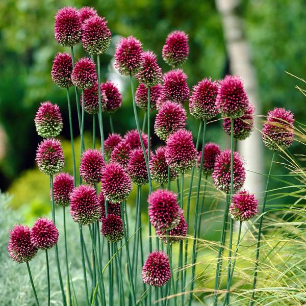 Photo of 30-Count Drumstick Allium
