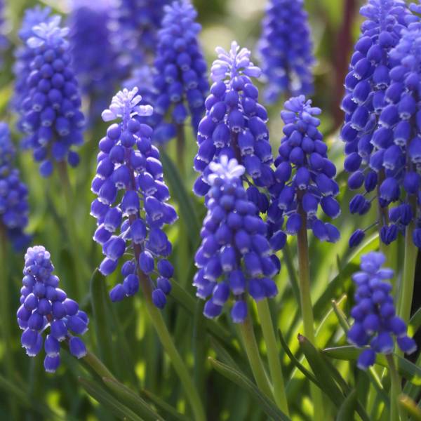 Photo of 35-Count Armeniacum Muscari