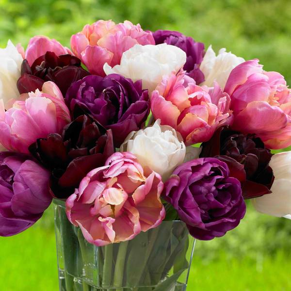 Photo of 24-Count Beloved Tulip Mix