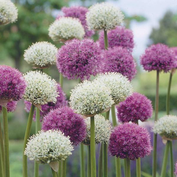 Photo of 20-Count Purple Sensation Mount Everest Allium