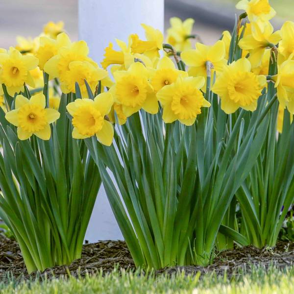 Photo of 45-Count Dutch Master Narcissus