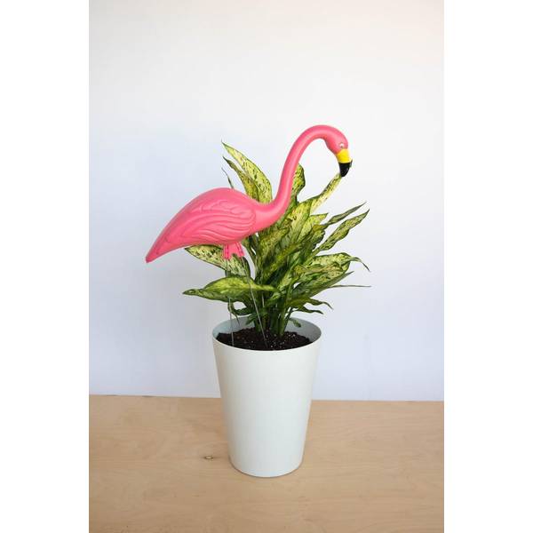 Bloem 2-Pack Pink Flamingos - G2 | Blain's Farm & Fleet