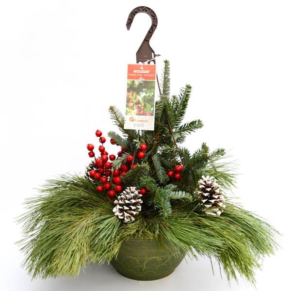 Photo of 11" Spruce Tip Holiday Hanging Basket