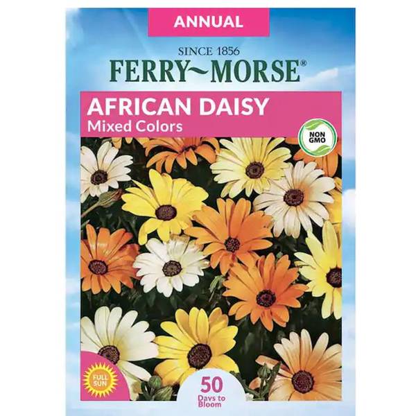 Photo of Mixed Colors African Daisy