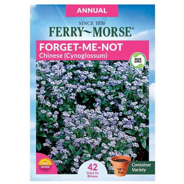 Photo of Annual Forget-Me-Not