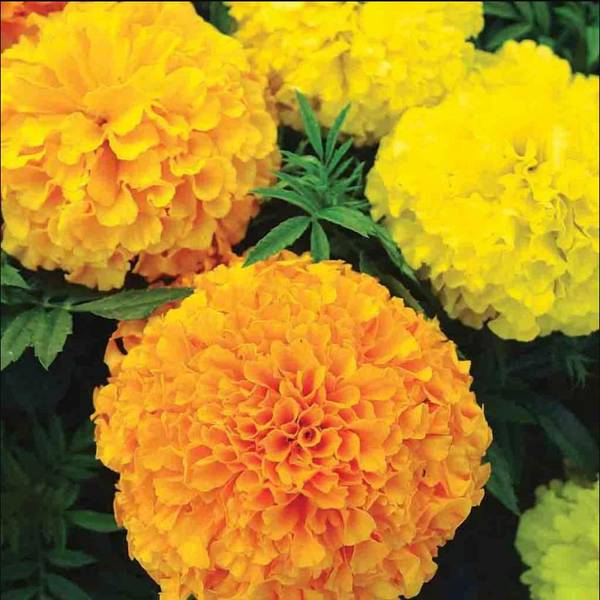 Photo of Sierra Mix Marigold
