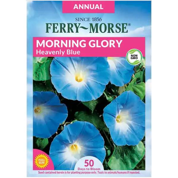 Photo of Heavenly Blue Morning Glory