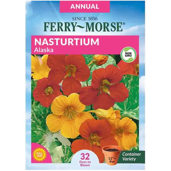 Photo of Alaska Nasturtium