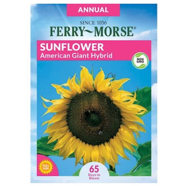 Photo of American Giant Hybrid Sunflower