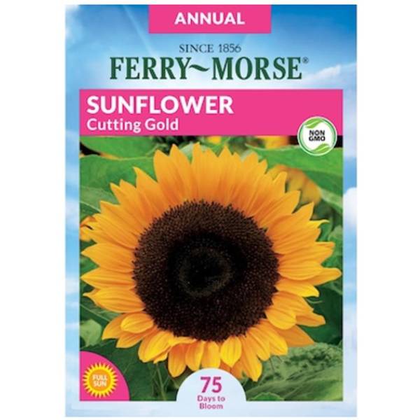 Photo of Cutting Gold Sunflower