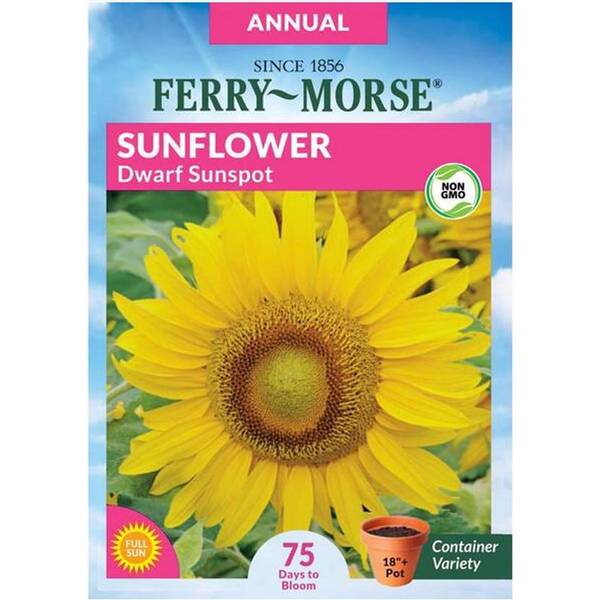 Photo of Dwarf Sunspot Sunflower