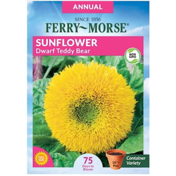 Photo of Dwarf Teddy Bear Sunflower