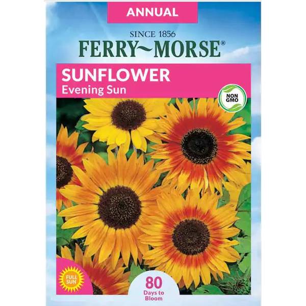 Photo of Evening Sun Sunflower