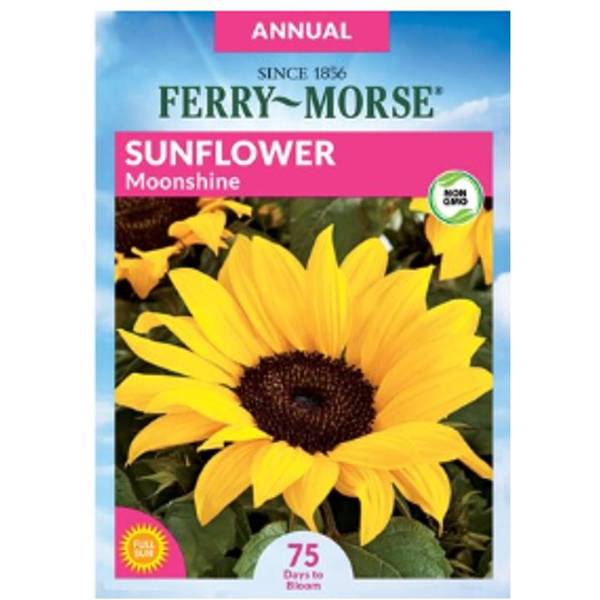 Photo of Moonshine Sunflower