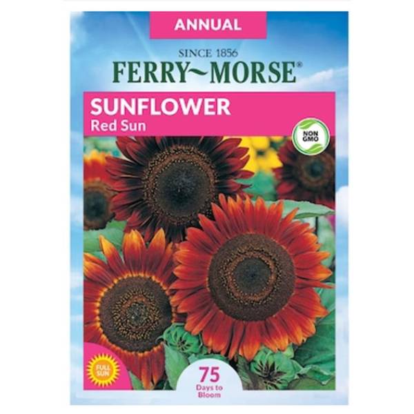 Photo of Red Sun Sunflower