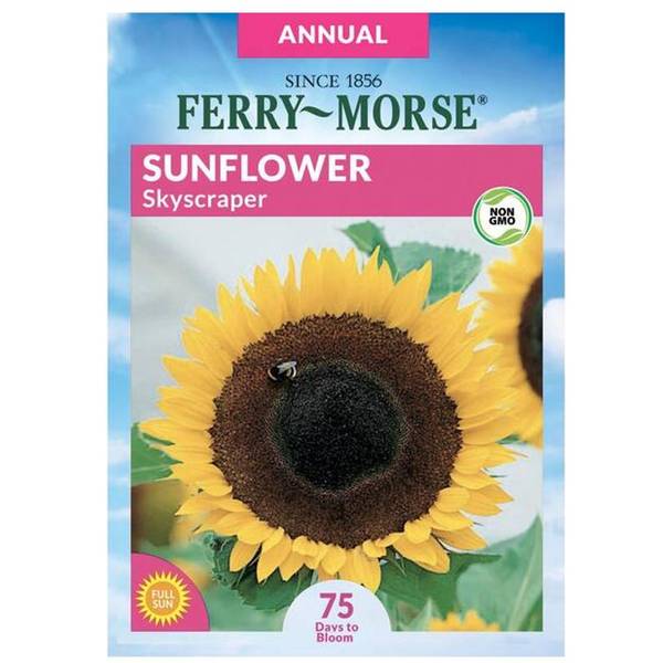 Photo of Skyscraper Sunflower