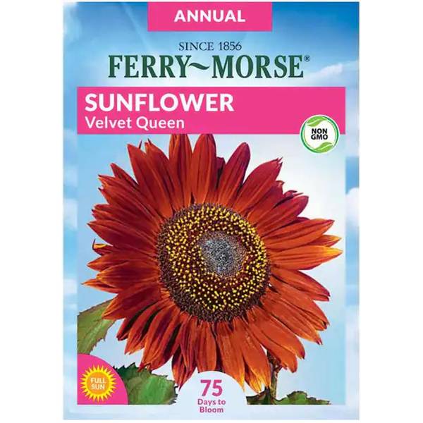 Photo of Velvet Queen Sunflower