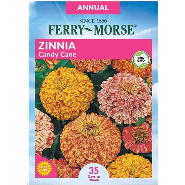 Photo of Candy Cane Zinnia