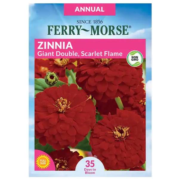 Photo of Giant Double Scarlet Flame Zinnia
