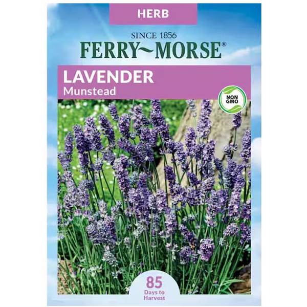 Photo of Munstead Lavender