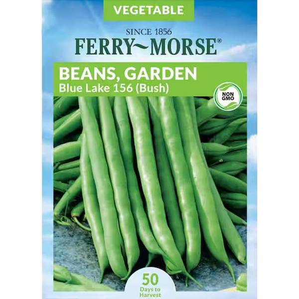 Photo of Organic Blue Lake Bush 156 Bean