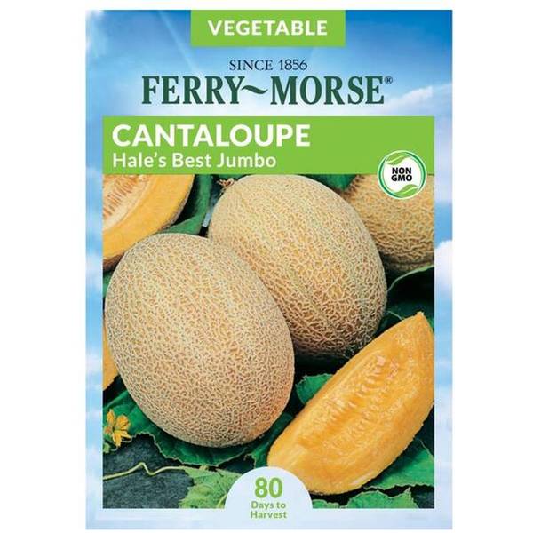Photo of Organic Hale's Best Jumbo Cantaloupe