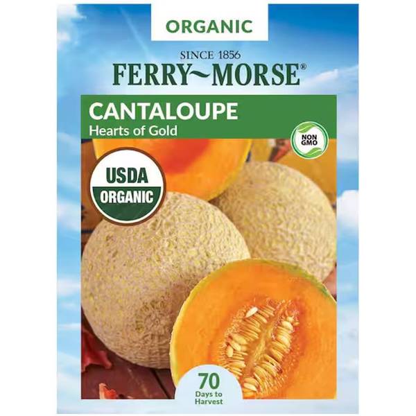 Photo of Organic Hearts of Gold Cantaloupe