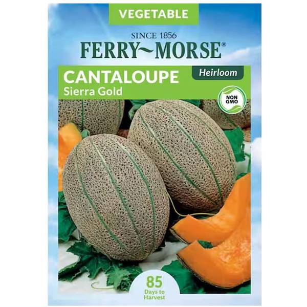 Photo of Organic Sierra Gold Heirloom Cantaloupe