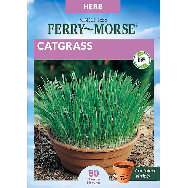 Photo of Organic Catgrass