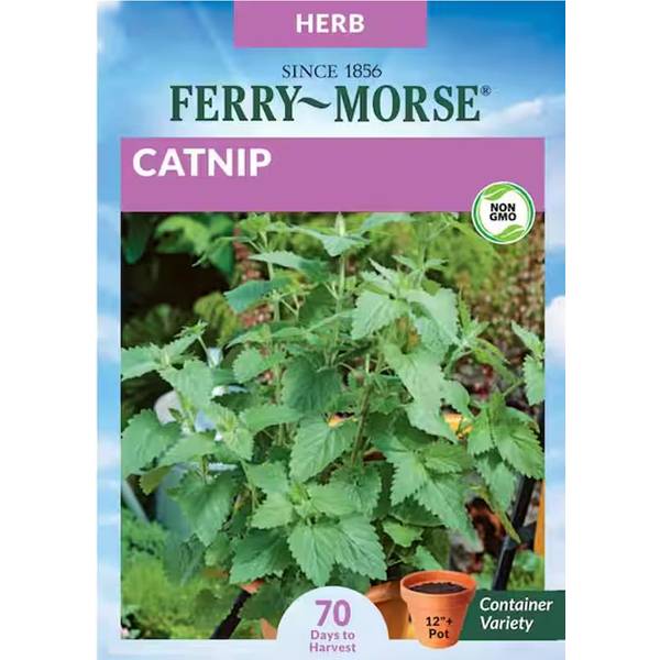 Photo of Organic Catnip