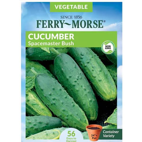 Photo of Organic Spacemaster Cucumber