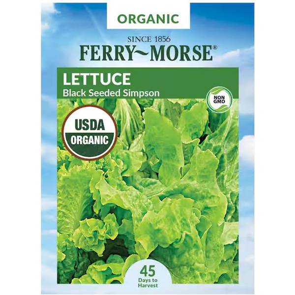 Photo of Organic Black Seeded Simpson Lettuce