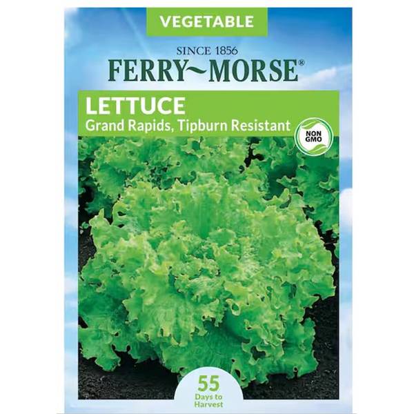 Photo of Organic Grand Rapids Tipburn Resistant Lettuce