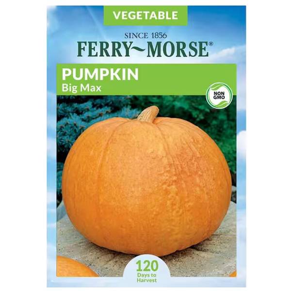 Photo of Organic Big Max Pumpkin