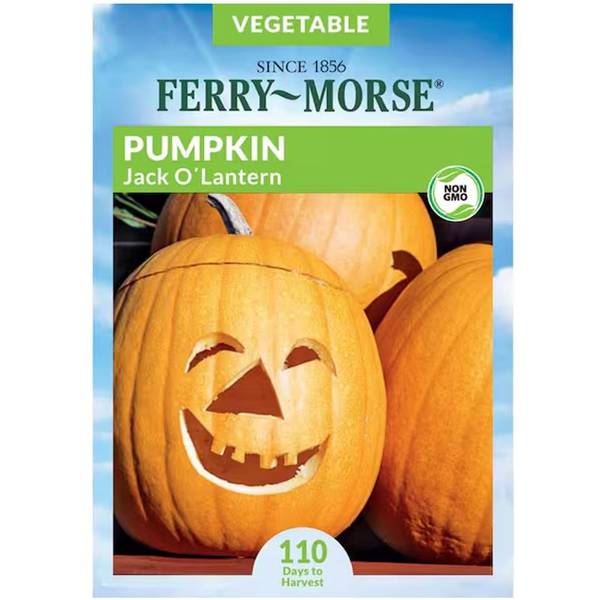 Photo of Organic Jack O'Lantern Pumpkin