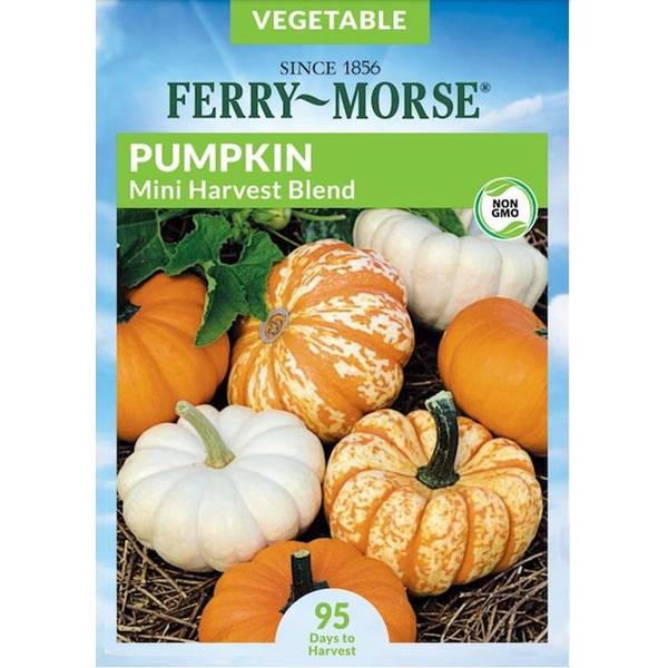 Photo of Organic Mini Harvest Blend Pumpkin