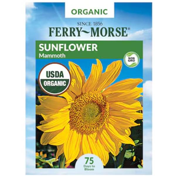 Photo of Organic Mammoth Sunflower