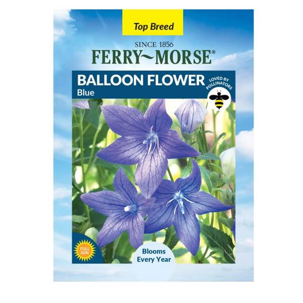 Photo of Blue Balloon Flower